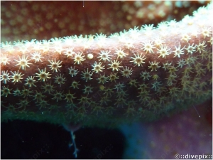 Yellow Sponge Zoanthid