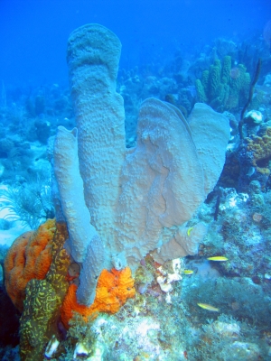 Branching Vase Sponge