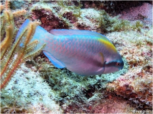 Striped Parrotfish