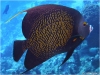 French Angelfish