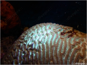 Boulder Brain Coral