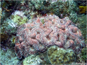 Spiny Flower Coral