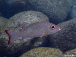 Mahogany Snapper