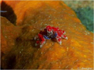 Cryptic Teardrop Crab