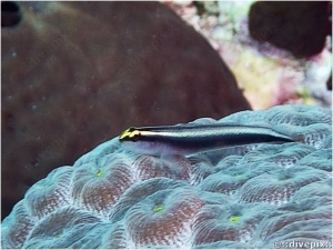 Cleaning Goby