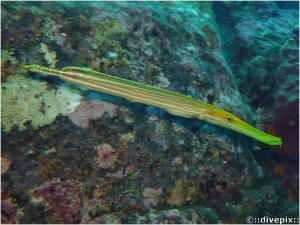 Trumpetfish