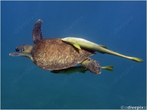 Yellow Sharksucker - Remora