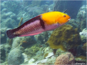 Yellowhead Wrasse