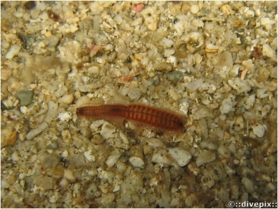 Scalloped Fireworm sp.