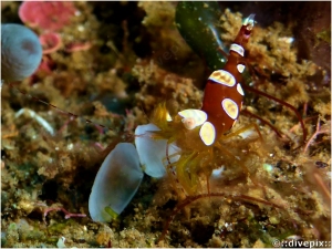 Squat Anemone Shrimp