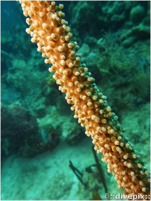 Sea Rods spp.