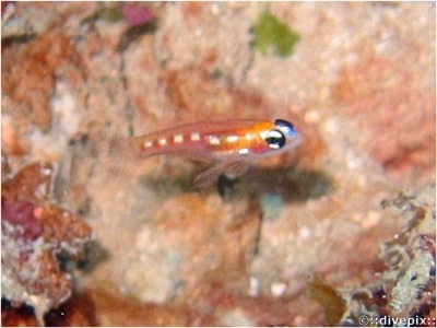 Glass Goby or Masked Goby