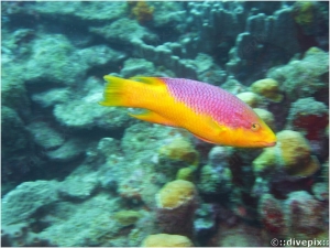 Spanish Hogfish