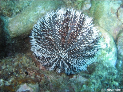 West Indian Sea Egg