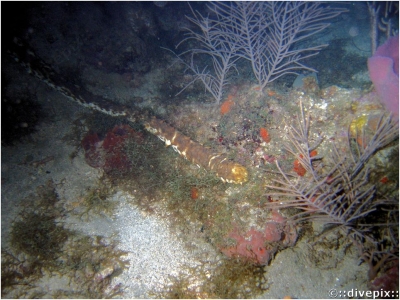 Tiger Tail Sea Cucumber