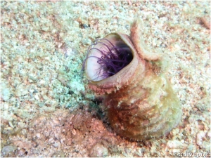 Tube Anemone