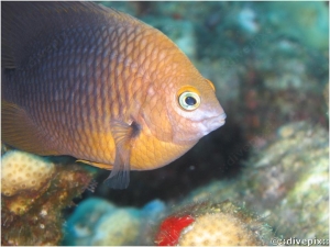 Cocoa Damselfish