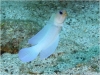 Yellowhead Jawfish