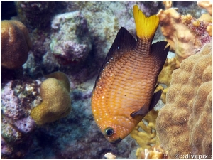 Yellowtail Damselfish