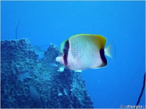 Reef Butterflyfish