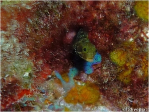 Secretary Blenny