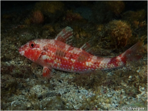 Spotted Goatfish