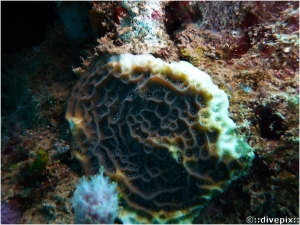 Low Relief Lettuce Coral