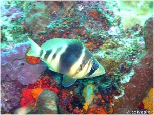 Barred Hamlet