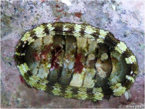 Fuzzy Chiton