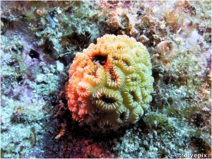 Golf Ball Coral