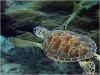 Green Turtle