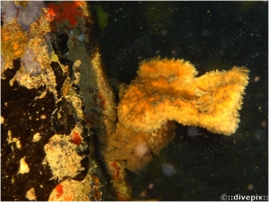 Spongy Decorator Crab