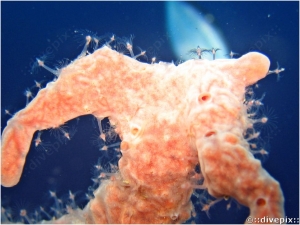 Solitary Sponge Hydroid