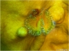 Star Horseshoe Worm