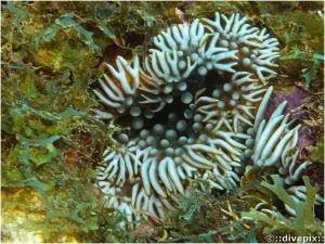 Branching Anemone