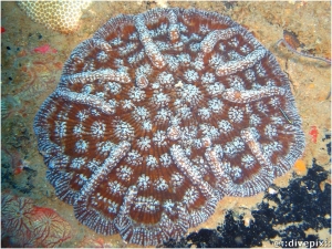 Knobby Cactus Coral