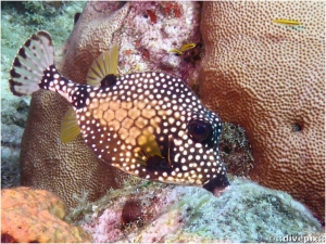 Smooth Trunkfish