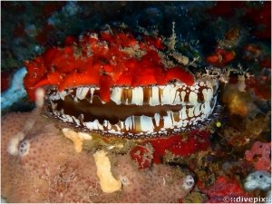 Atlantic Thorny Oyster