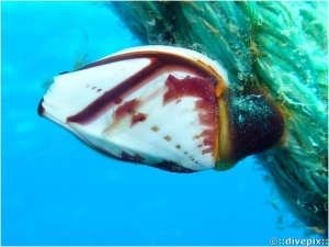 Goose-neck Barnacle