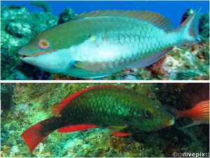 Redband Parrotfish