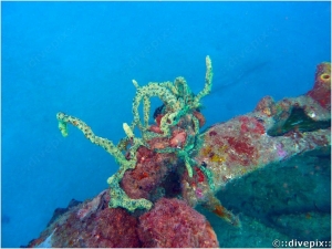 Green Finger Sponge