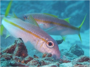 Yellow Goatfish