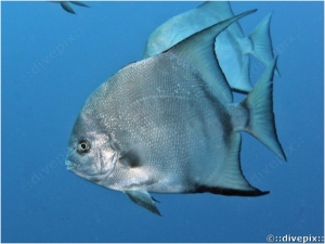 Atlantic Spadefish