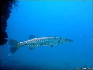 Great Barracuda