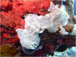 White Encrusting Sponge