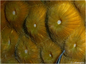 Boulder Star Coral