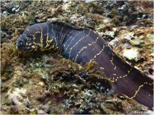 Chain Moray