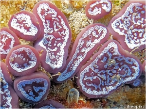 Botrylloides spp. (maroon variety)