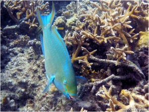 Queen Parrotfish