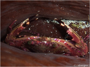 Black Point Sculling Crab